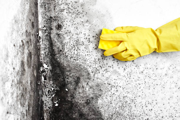 Best Emergency Mold Removal  in Owasso, OK